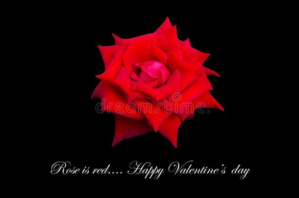 隔离的单一的美丽的红色的玫瑰<strong>为爱</strong>好者向情人一天向
