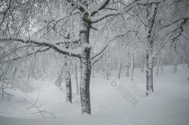 魔法冬<strong>仙境</strong>森林和许多雪采用托斯卡纳区