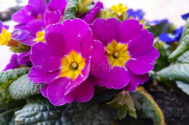紫色的报春花樱草属的植物寻常的杂种盆栽的春季花.balls球