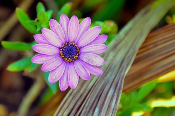 紫色的朦胧的花