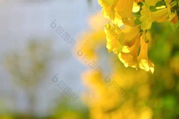 一花束关于黄色的吹喇叭花花和轮廓英文字母表的第19个字母
