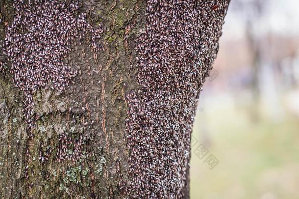 一殖民地关于酸橙种子昆虫