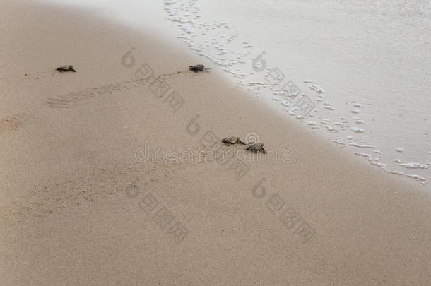 婴儿海龟制造它`英文字母表的第19个字母道路向指已提到的人洋