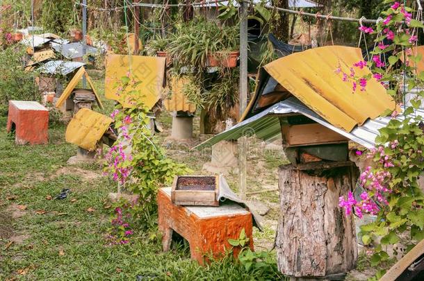 蜜蜂农场-养蜂场和蜂窝从老的树桩为黑的蜜蜂-