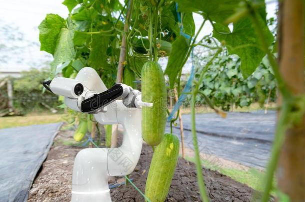 聪明的机器人的农场主收割采用农业未来的机器人author作者