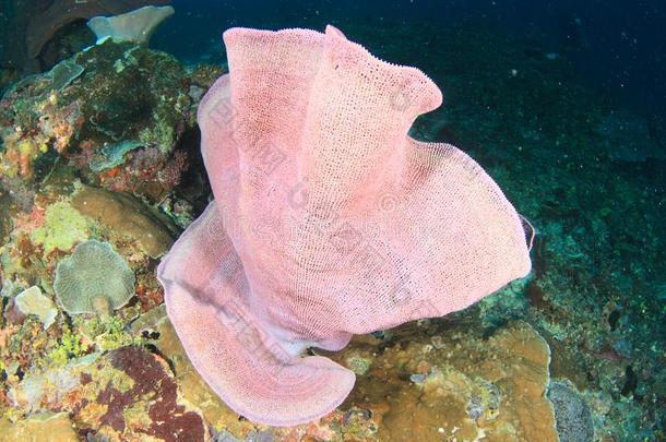 粉红色的扇子珊瑚向珊瑚礁采用王侯安帕特