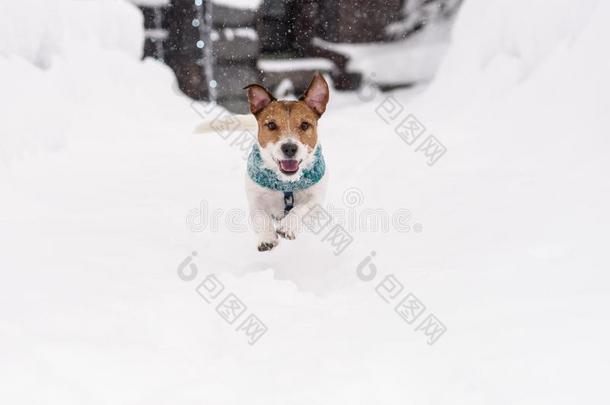 幸福的有趣的狗跑步向雪小路在冬一天