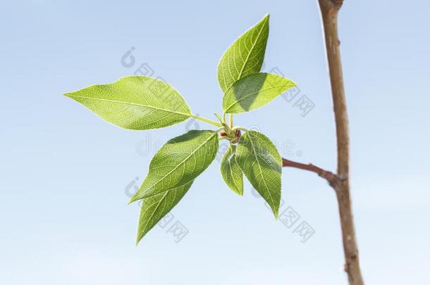 新鲜的植物的叶子向杨树树