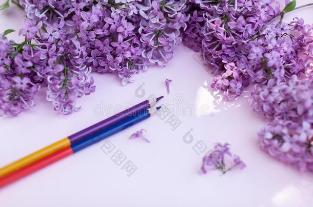 纸关于白色的干净的纸和春季花丁香花属,向一颜色