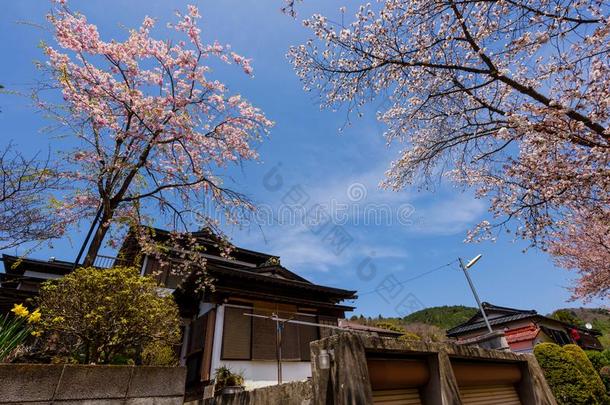 日本人房屋和樱桃花或樱花