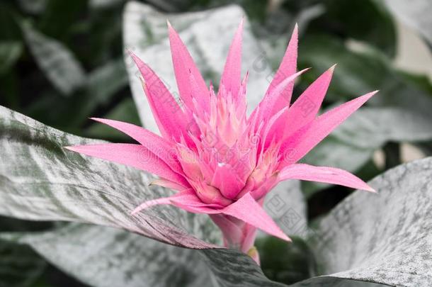 美丽的异国的花指已提到的人凤梨科植物:附生凤梨法西亚塔