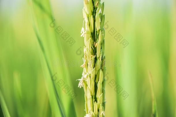 关在上面关于<strong>稻田</strong>,绿色的稻<strong>稻田</strong>,美丽的自然