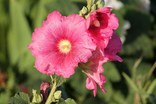 粉红色的花关于普通的蜀葵阿尔塞洛莎