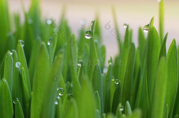 <strong>小</strong>滴关于早晨<strong>水珠</strong>采用指已提到的人新鲜的绿色的草