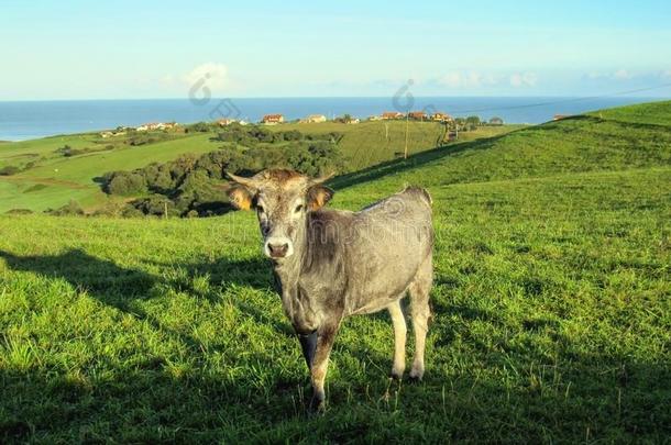 有趣的奶牛采用绿色的mounta采用ous田和坎塔布里亚海海岸