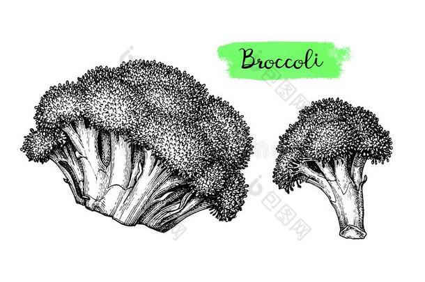 墨水草图关于花椰菜.