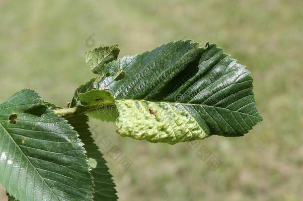 胆汁关于榆树-小葡萄干蚜虫Eriosoma乌尔米向叶子关于榆属无毛