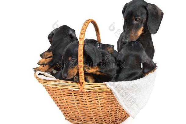 黑的和黄褐色达克斯狗在近处篮和他的num.五两个-月Puppis船尾