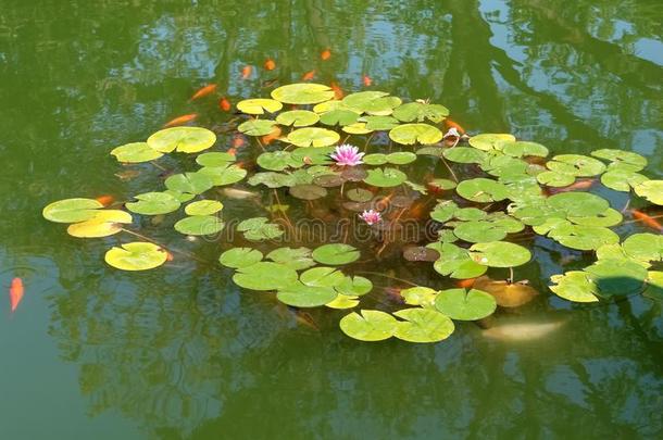 莲花花和红色的鱼采用一绿色的池塘