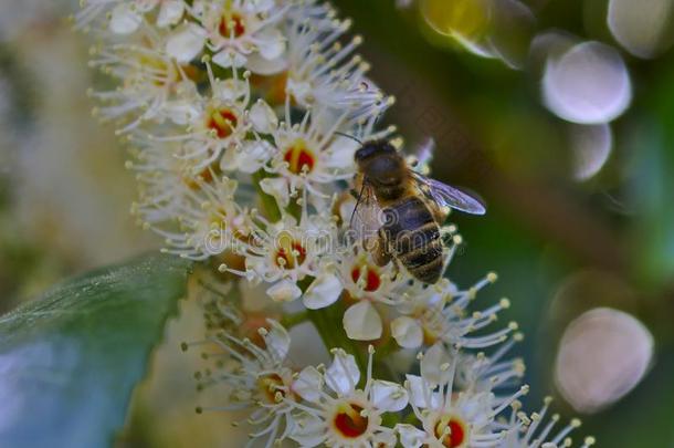 奥地利人蜂蜜蜜蜂收获花蜜