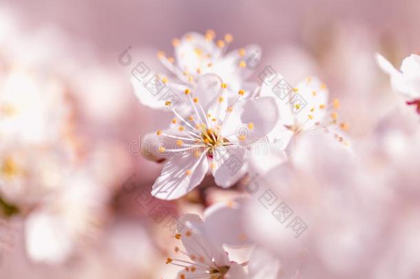粉红色的樱花花花采用spr采用g季节.V采用tage甜的樱桃