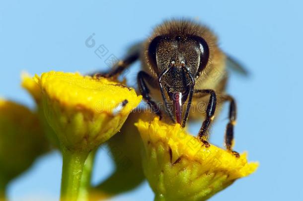 蜜蜂或蜜蜂向黄色的花