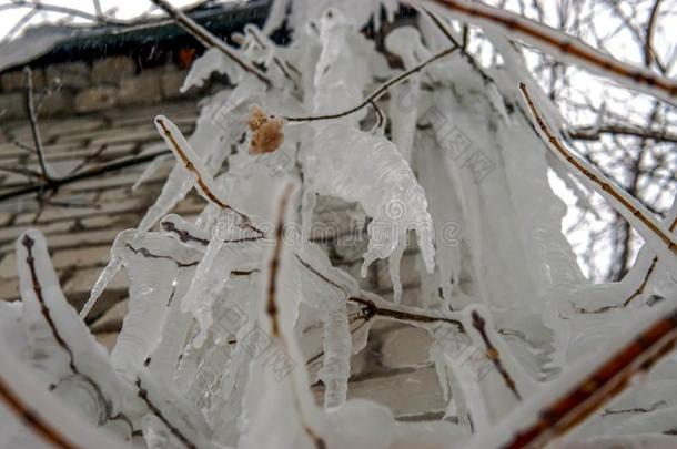 特写镜头关于冰柱绞死从树枝涂上一层的采用冰