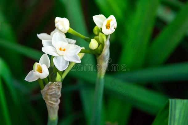 白色的<strong>水仙花水仙花</strong>向绿色的变模糊背景