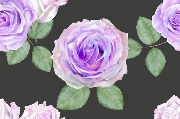玫瑰紫色的颜色无缝的向灰色的背景