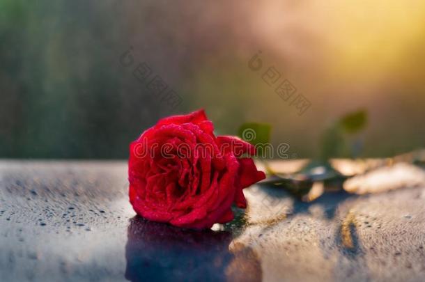 红色的玫瑰和明亮的从背后照亮的阳光.