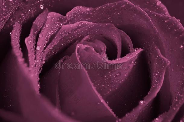 水落下向紫色的玫瑰