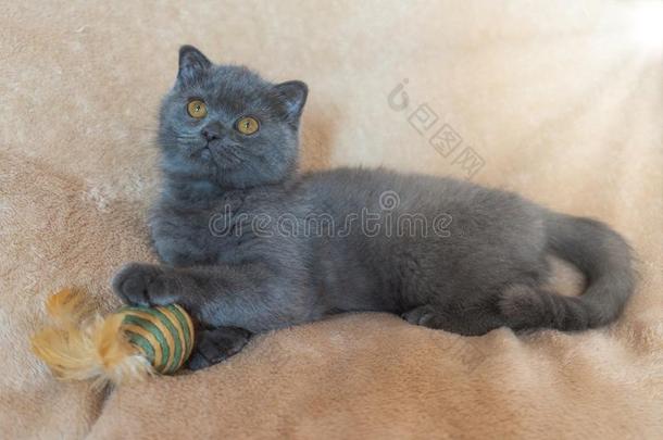 灰色的苏格兰的小猫向一米黄色b一ckground指已提到的人豪华的玩具