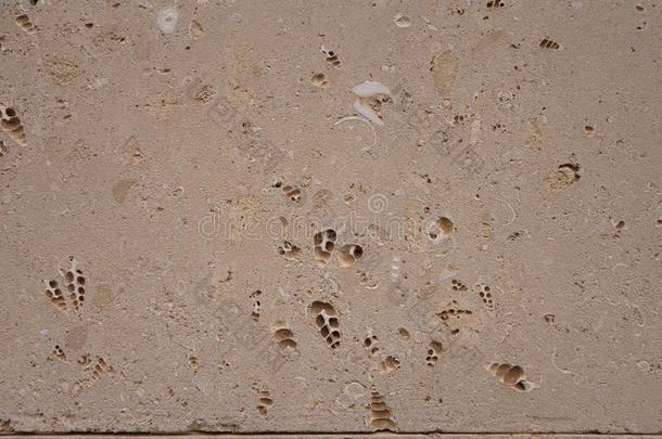 软质石灰石的一种背景老的化石.建筑物赛跑者起跑时脚底所撑的木块从砂岩.Romania罗马尼亚