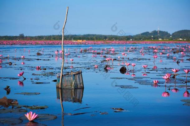 地点关于盛开的粉红色的<strong>莲花</strong>采用指已提到的人湖<strong>和</strong>一c一tch<strong>鱼</strong>装备