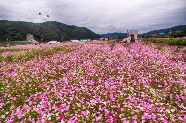 布克钦宇宙和蓼科荞麦属花节日采用河东,软弱的