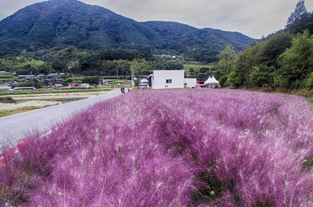 布克钦宇宙和蓼科荞麦属花节日采用河东,软弱的