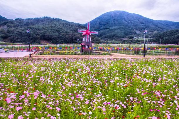 布克钦宇宙和蓼科荞麦属花节日采用河东,软弱的