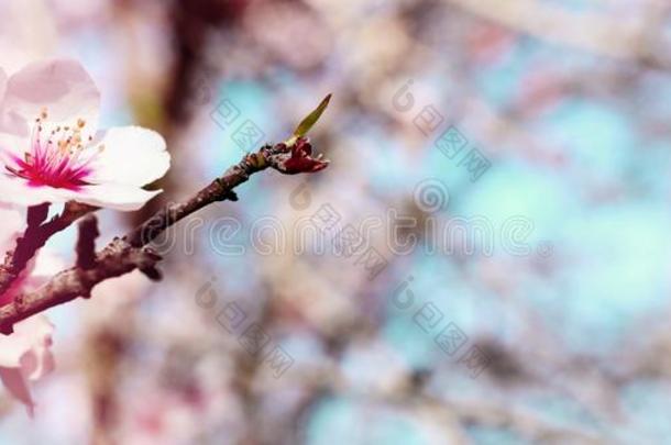 背景横幅关于春季樱<strong>桃花树</strong>.精心选择的focu