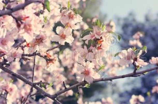 背景关于春季樱桃花树.精心选择的集中.