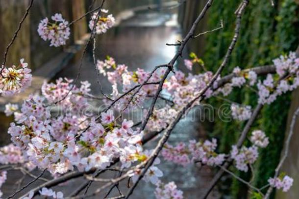 人名樱花(樱桃花)节日