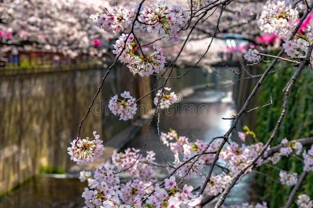 人名樱花(樱桃花)节日