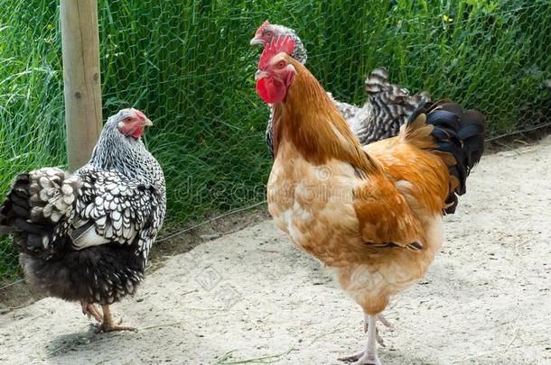 公鸡和<strong>母鸡</strong>,富有色彩的小公鸡和有斑点的<strong>母鸡</strong>采用农家宅院