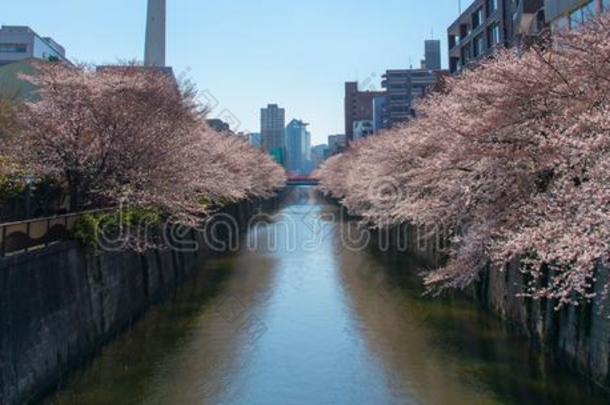 人名<strong>樱花</strong>(樱桃花)<strong>节</strong>日