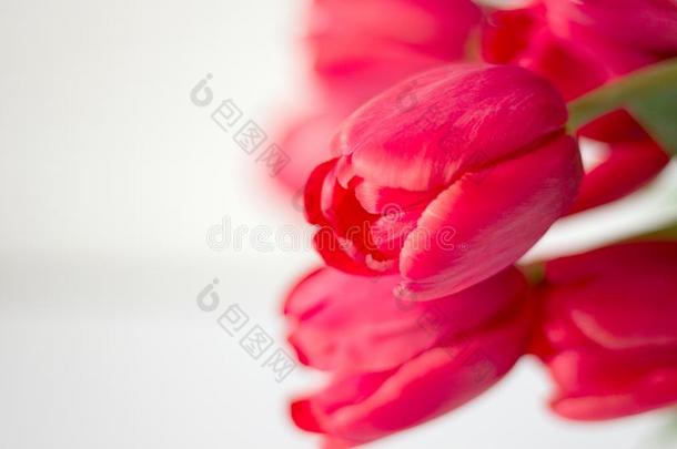 大大地花束关于粉红色的郁金香向白色的背景.精心选择的focu