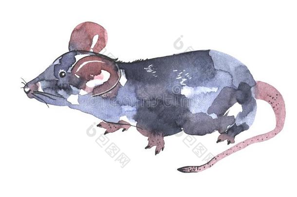 老鼠水彩画说明.有趣的偶像关于动物.灰色的大老鼠wickets三柱门