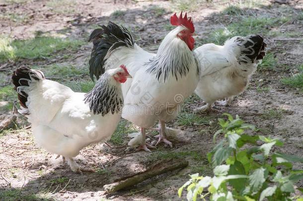 公鸡和母鸡,更自由白色的和黑的小公鸡和母鸡