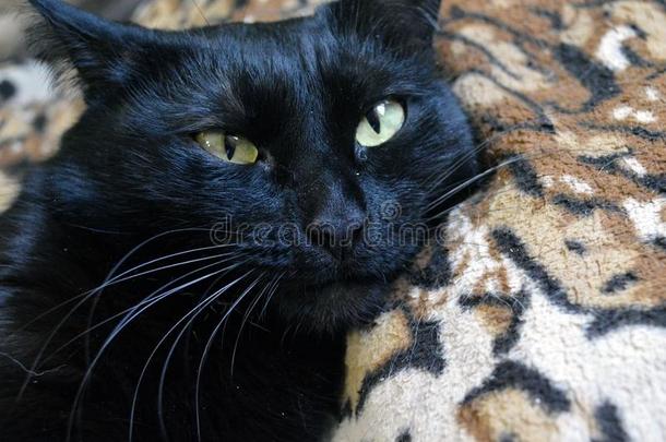 美丽的猫面容关在上面,美丽的黑的猫,漂亮的赌注