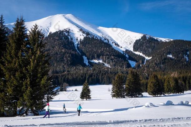 det.一些成年的人或动物跑步十字架-国家滑雪采用雪-大量的假日