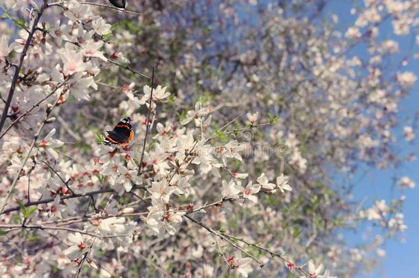 背景关于春季樱桃花树和美丽的巴特弗