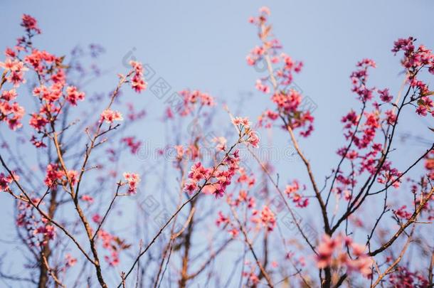 春季花粉红色的花美丽的自然天
